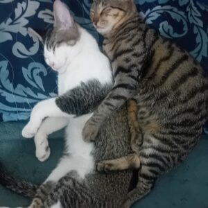 واگذاری دوتاگربه ۵ ماهه و۳ ماهه