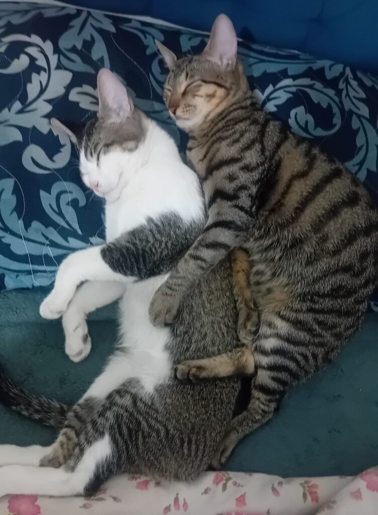 واگذاری دوتاگربه ۵ ماهه و۳ ماهه