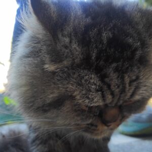 گربه ترکیبی DHL و پرشین