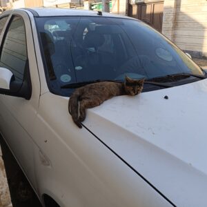 واگذاری بچه گربه چهار ماهه ماده