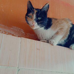 گربه مهربون بازی گوش