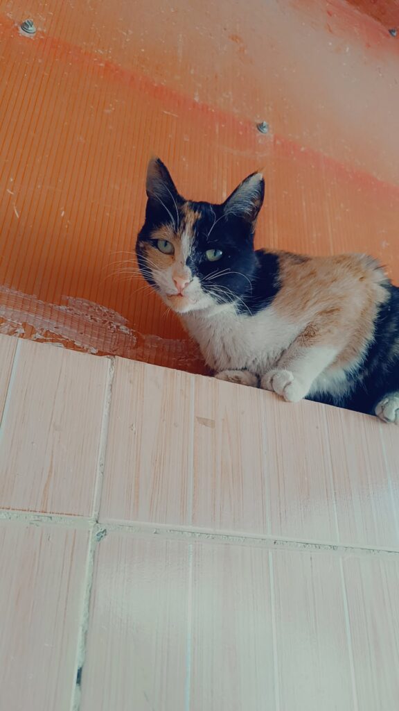 گربه مهربون بازی گوش