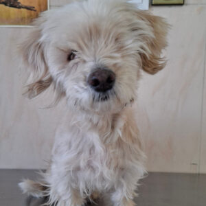 واگذاری یک سگ بانمک