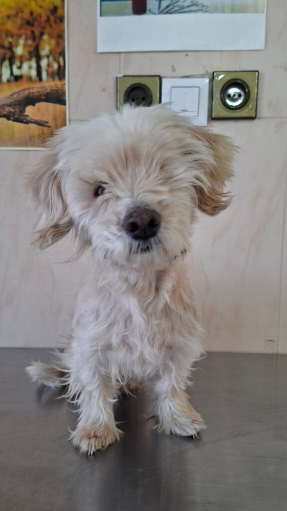 واگذاری یک سگ بانمک