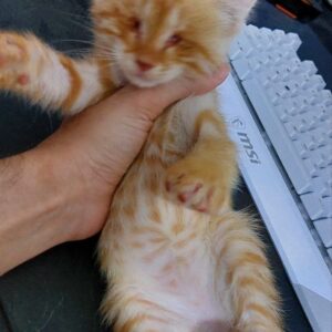 واگذاری بچه گربه نابینا