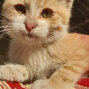 واگذاری سر پرستی گربه