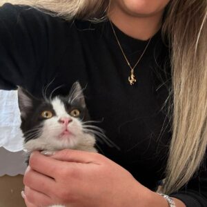 بچه گربه تاکسیدو