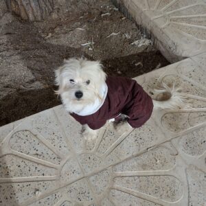 واگذاری شیتزو‌ تریر 2.5 ساله نر