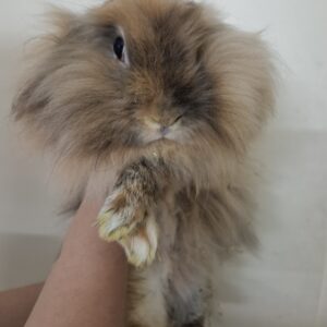 واگذاری  رایگان خرگوش