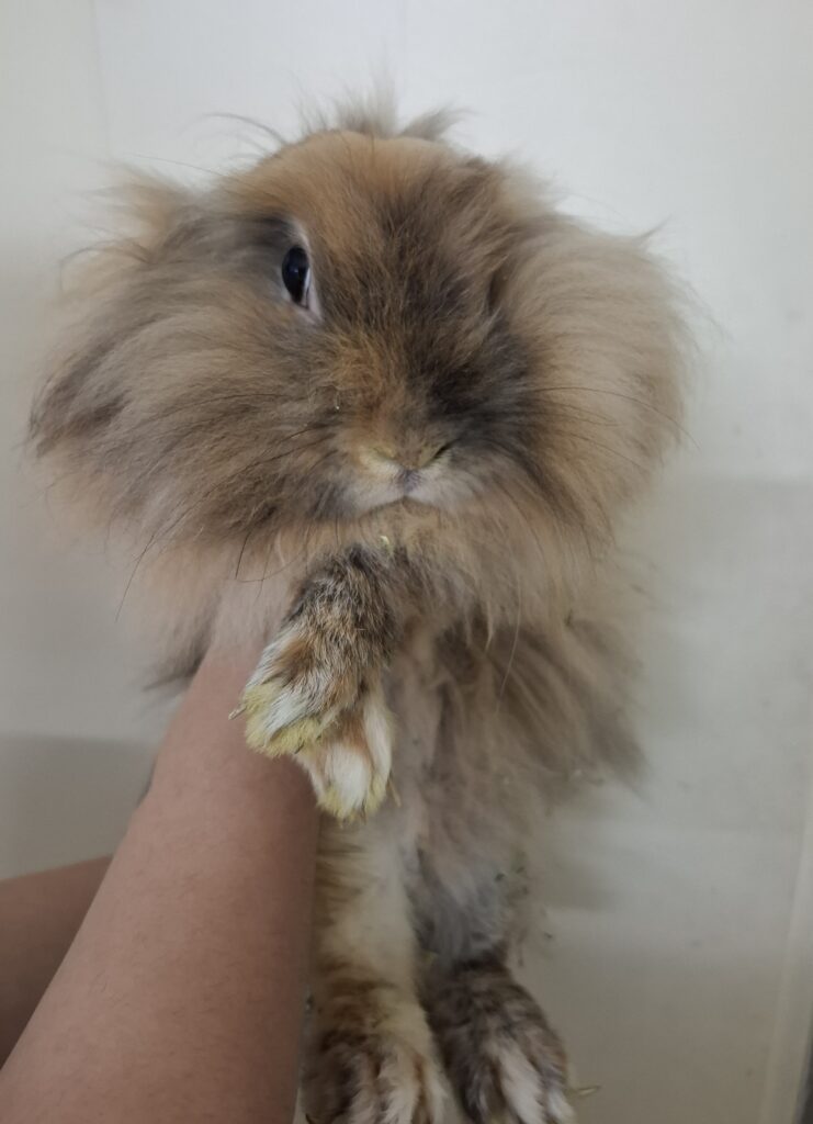 واگذاری  رایگان خرگوش