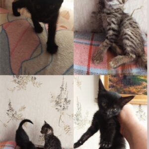 واگذاری توله گربه های شیطون