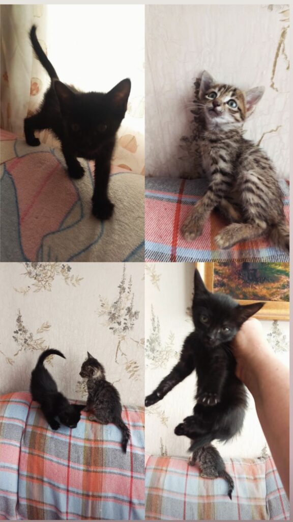 واگذاری توله گربه های شیطون