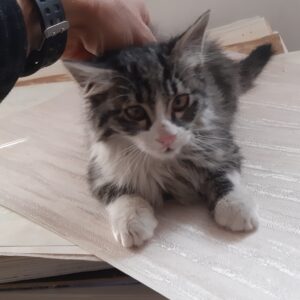 بچه گربه ۳ ماهه