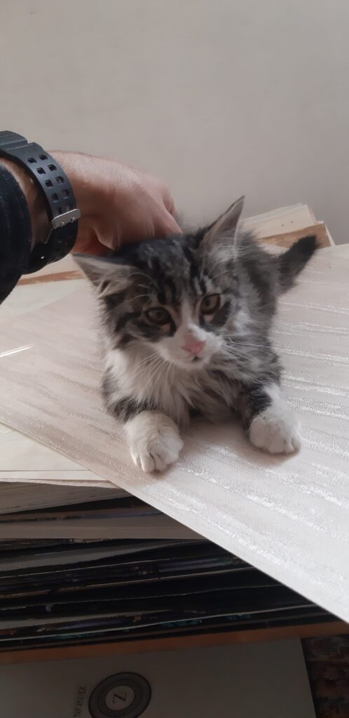 بچه گربه ۳ ماهه