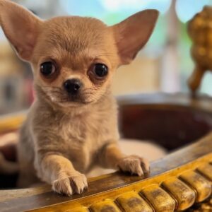 شیواوا خالص و اصیل