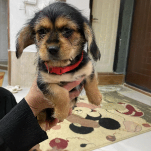 دو قلاده سگ ماده تریر فانتزی عروسکی