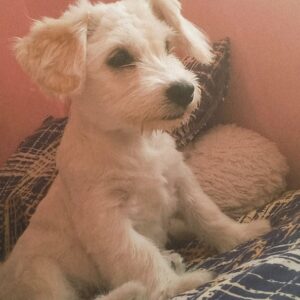 توله سگ ماده