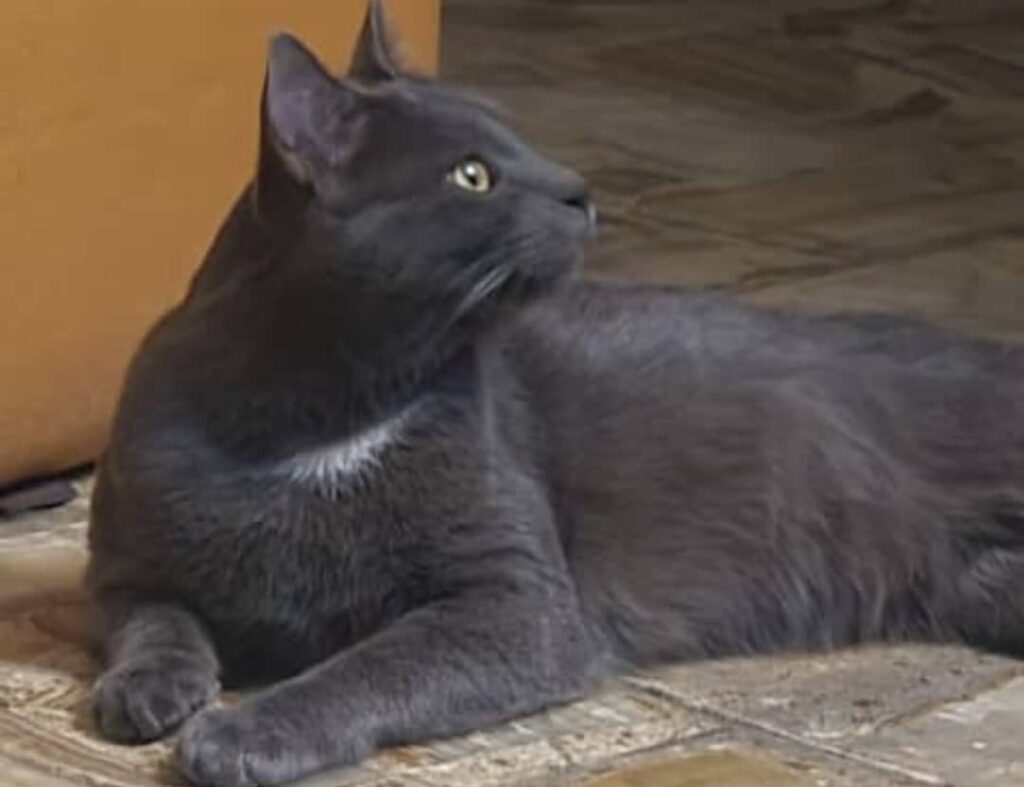 گربه بریتیش پیدا شده