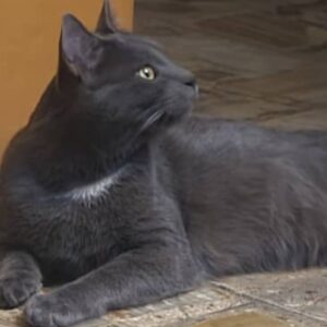 گربه بریتیش پیدا شده