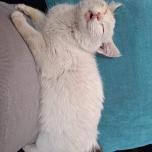 واگذاری فوری بچه گربه فوق دستی و لوس