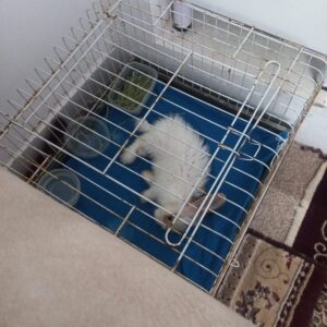 واگذاری رایگان بچه خرگوش در همدان