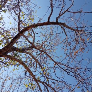 پانسیون سگ و آموزش