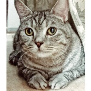 واگذاری گربه اسکاتیش ۴ساله