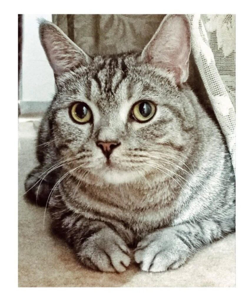 واگذاری گربه اسکاتیش ۴ساله