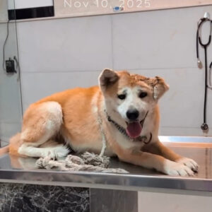 واگذاری آکیتا ماده