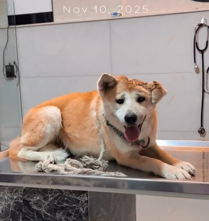 واگذاری آکیتا ماده