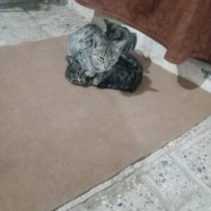 ۳تا بچه گربه بی مادر