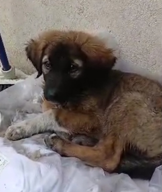 واگذاری رایگان توله دو ماهه مناسب باغ ویلا