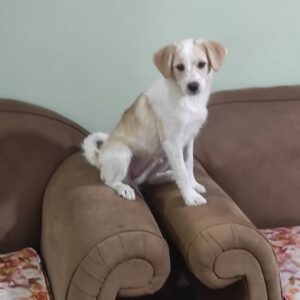 واگذاری سگ اشپیترز ماده 5ماهه