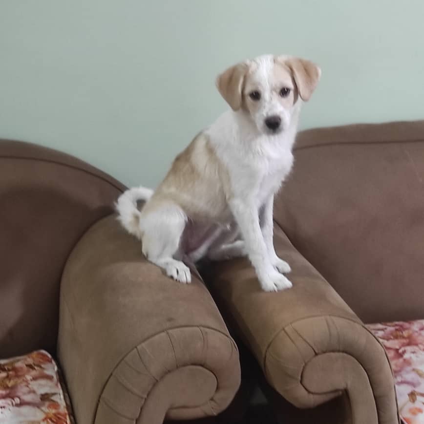 واگذاری سگ اشپیترز ماده 5ماهه