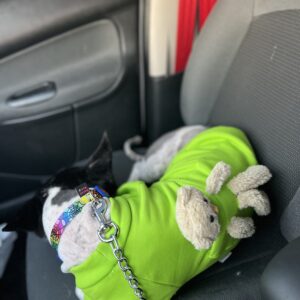 سگ نر عقیم شده ۲ساله اشپیز