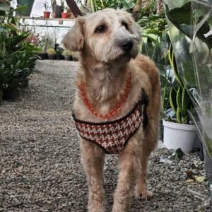 تاتلی دختر مهربون در جست و جوی سرپرست