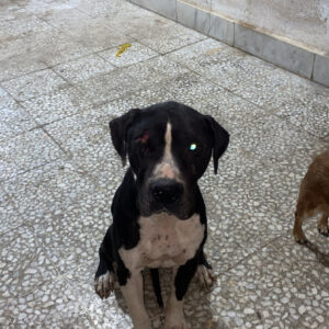 واگذاری پیتبول نر