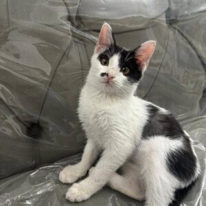 واگذاری بچه گربه