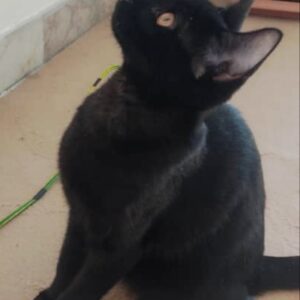 دو عدد گربه پنج ماهه