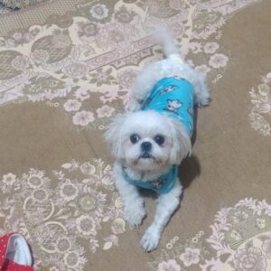 فلت مینیاتوری اصل