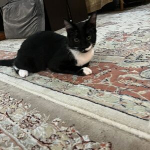 گربه تاکسیدو نر ملوس