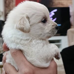 واگذاری توله سگ اشپیتز