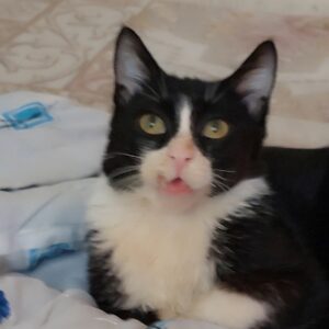 گربه فک شکسته