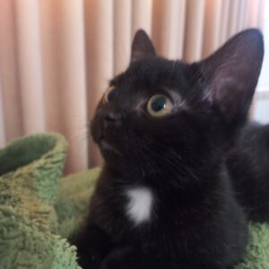 واگذاری بچه گربه