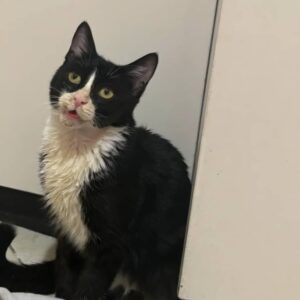 پیشی سیاه سفید