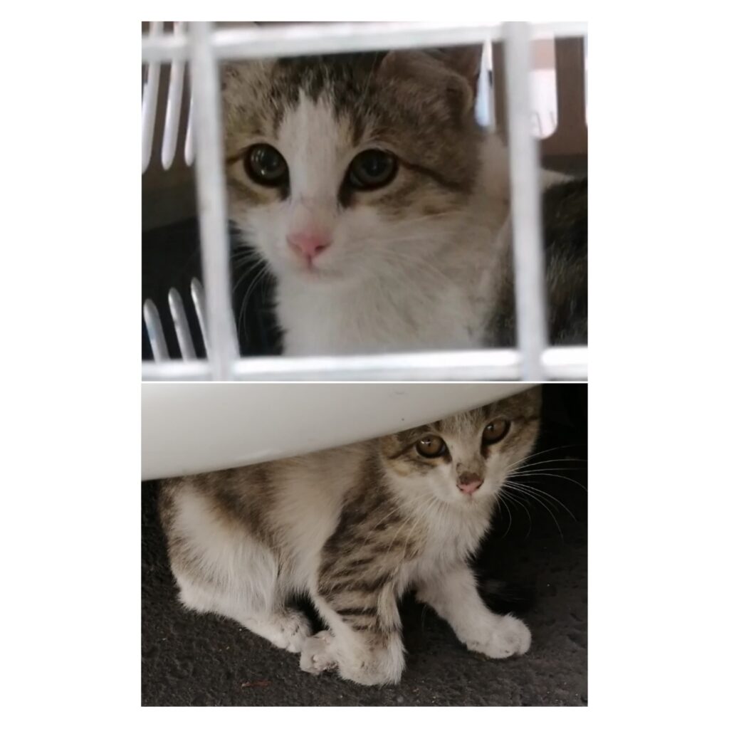 برفی: دختر 3 ماهه امداد شده (اسپانسر مالی اولیه دارد – امداد شده)