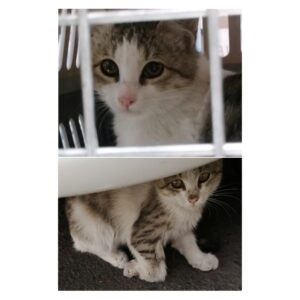 برفی: دختر 3 ماهه امداد شده (اسپانسر مالی اولیه دارد - امداد شده)