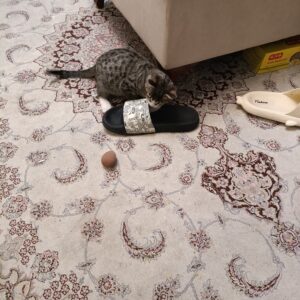 دو گربه نزدیک ۳ ماه