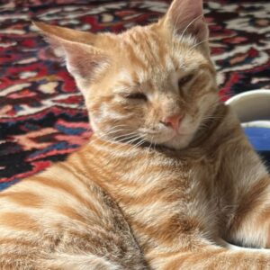 واگذاری گربهٔ بغلی و مهربون