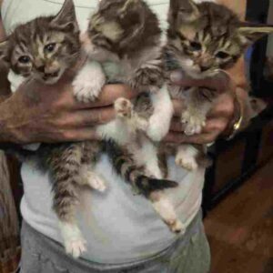 واگذاری رایگان بچه گربه